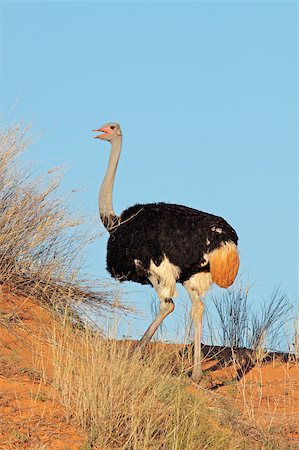 sand dunes large - Male Ostrich (Struthio camelus) on a red sand dune, Kalahari desert, South Africa Stock Photo - Budget Royalty-Free & Subscription, Code: 400-06767098