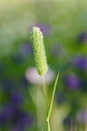 fosterss (artist) - this is a spike with blurred background Photographie de stock - Aubaine LD & Abonnement, Code: 400-06767185