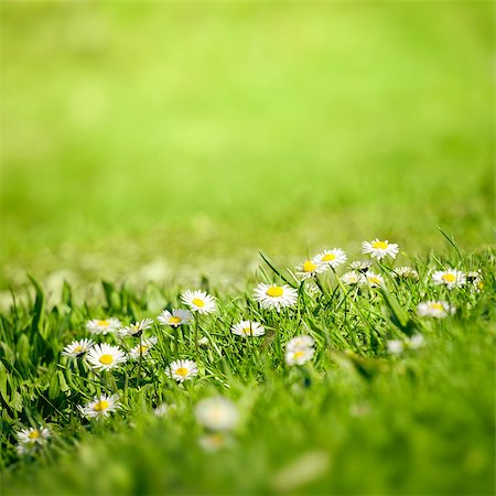 An image of a beautiful daisy flowers background Photographie de stock - Aubaine LD & Abonnement, Code: 400-06767299