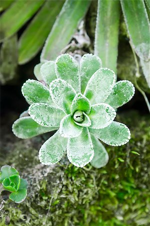 echeveria - An image of a nice green succulent plant Stock Photo - Budget Royalty-Free & Subscription, Code: 400-06767304