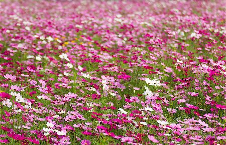 Field of White and Pink cosmos flowers  in Thailand Photographie de stock - Aubaine LD & Abonnement, Code: 400-06767613