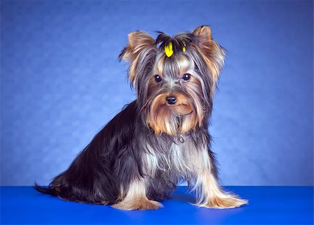 Young Yorkshire Terrier on a blue background Fotografie stock - Microstock e Abbonamento, Codice: 400-06767734