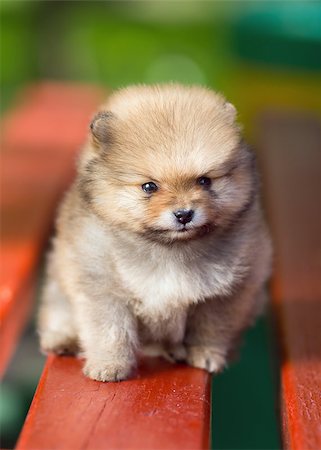 simsearch:400-05672007,k - Portrait of a little fluffy Pomeranian puppy Foto de stock - Royalty-Free Super Valor e Assinatura, Número: 400-06767735