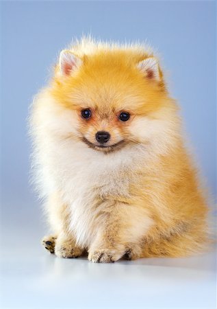 simsearch:400-05672007,k - Little fluffy Pomeranian puppy on a gray background Stockbilder - Microstock & Abonnement, Bildnummer: 400-06767736