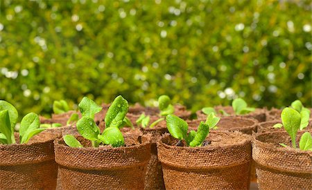 Gardening - small pots of seedlings. Foto de stock - Super Valor sin royalties y Suscripción, Código: 400-06767768