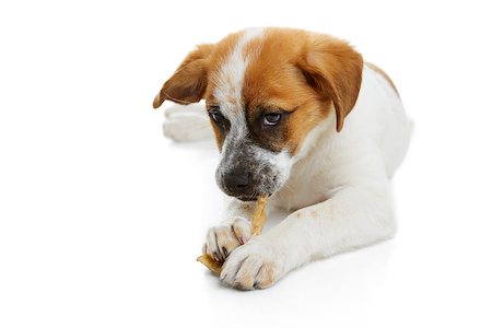 Young terrier dog eating rawhide treat over white background. Photographie de stock - Aubaine LD & Abonnement, Code: 400-06767817