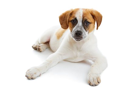 simsearch:400-04303358,k - Young terrier female lying in front of white background and looking to the camera. Stockbilder - Microstock & Abonnement, Bildnummer: 400-06767810