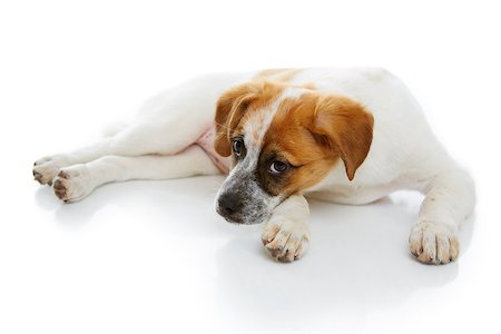simsearch:400-04303358,k - Cute doggy lying and resting over white background. Stockbilder - Microstock & Abonnement, Bildnummer: 400-06767813
