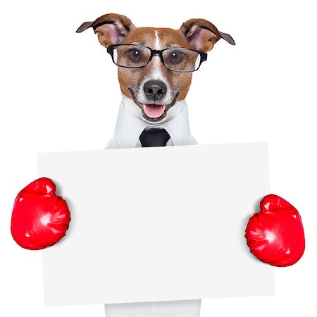 simsearch:400-08413217,k - boxing business dog behind a white banner Stock Photo - Budget Royalty-Free & Subscription, Code: 400-06767844