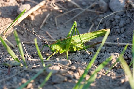 simsearch:400-04901085,k - Green grasshopper on the field Fotografie stock - Microstock e Abbonamento, Codice: 400-06768509
