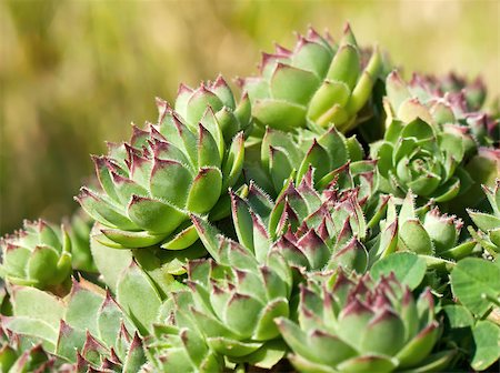 succulent flowers - Green sempervivum in the garden Stock Photo - Budget Royalty-Free & Subscription, Code: 400-06768510