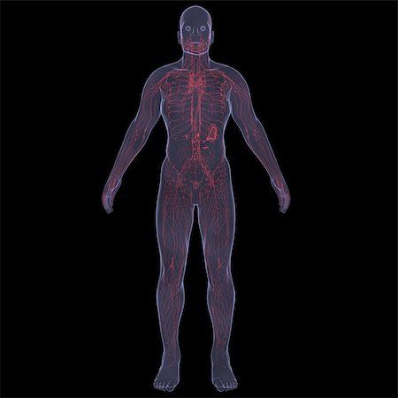 simsearch:400-06770547,k - X-Ray picture of a person. Sore digestion. Isolated render on a black background Stock Photo - Budget Royalty-Free & Subscription, Code: 400-06768607