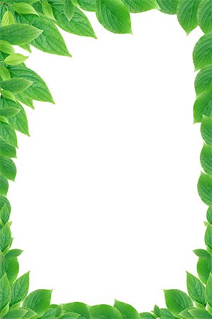 summer holiday frame - Nice picture frame made from freshness green leaves Stock Photo - Budget Royalty-Free & Subscription, Code: 400-06768825