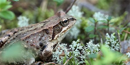 simsearch:700-00021622,k - toad sitting in the grass Stock Photo - Budget Royalty-Free & Subscription, Code: 400-06769023