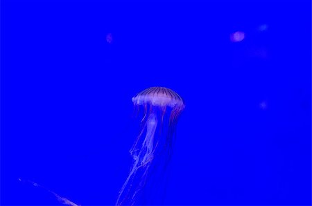 Jellyfish, Underwater Sea Life Stock Photo - Budget Royalty-Free & Subscription, Code: 400-06769077