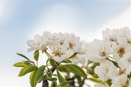 fogen (artist) - A branch of cherry blossoms against the sky Stockbilder - Microstock & Abonnement, Bildnummer: 400-06769678
