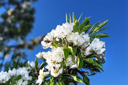 fogen (artist) - Early cherry flowers on a background of blue sky Stockbilder - Microstock & Abonnement, Bildnummer: 400-06769680