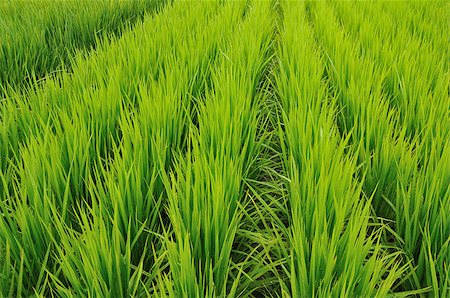 rice harvesting in japan - green rice field rows with rain drops on the leafs; focus on foreground part Stock Photo - Budget Royalty-Free & Subscription, Code: 400-06760344