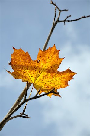 last maple leaf over blue sky by late autumn Stock Photo - Budget Royalty-Free & Subscription, Code: 400-06760346