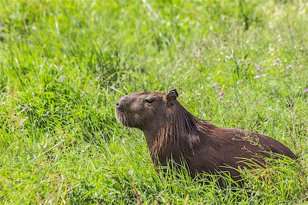 Capybara sitting in a field in Esteros del Ibera Argentina. Foto de stock - Super Valor sin royalties y Suscripción, Código: 400-06760426