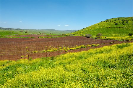 simsearch:400-06415579,k - Rows of Vines on the Field in Golan Heights, Early Spring Fotografie stock - Microstock e Abbonamento, Codice: 400-06760457