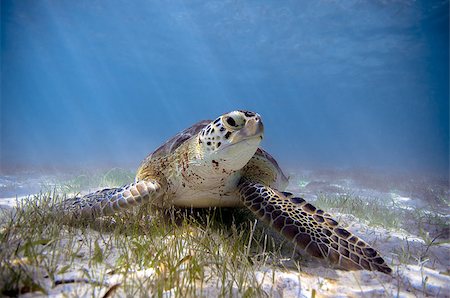 Green Turtle (Chelonia mydas) Stockbilder - Microstock & Abonnement, Bildnummer: 400-06760499