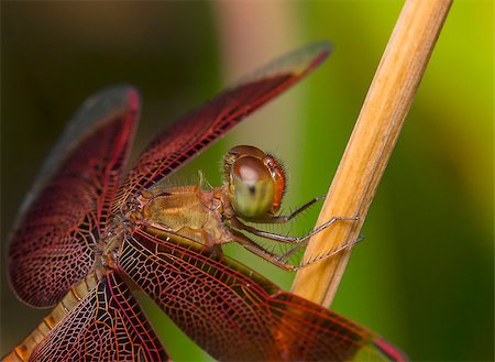 simsearch:400-06560180,k - red dragonfly resting on a tree branches Stock Photo - Budget Royalty-Free & Subscription, Code: 400-06760533