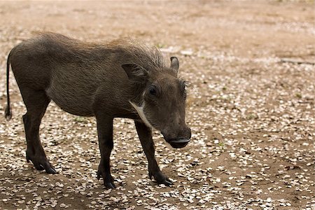 Juvinile warthog saw / female Foto de stock - Royalty-Free Super Valor e Assinatura, Número: 400-06760674