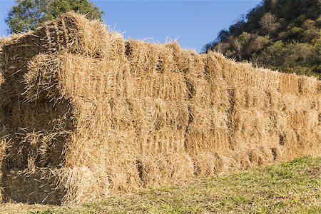 Field with bales of hay or straw countryside at harvest time Stock Photo - Budget Royalty-Free & Subscription, Code: 400-06760825