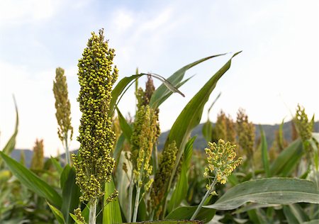 simsearch:400-06760836,k - Closeup of sorghum ear on a field in Thailand Photographie de stock - Aubaine LD & Abonnement, Code: 400-06760836