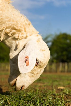 simsearch:400-04672084,k - Sheep  in the farm in a sunny day. Fotografie stock - Microstock e Abbonamento, Codice: 400-06760831