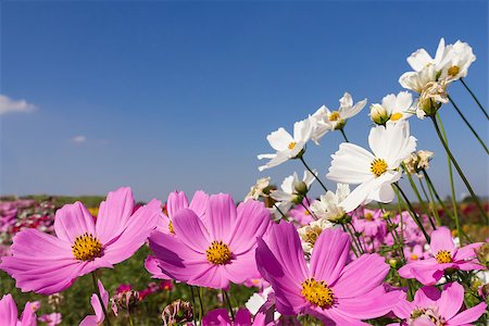 Field White and pink  cosmos flowers in Thailand Photographie de stock - Aubaine LD & Abonnement, Code: 400-06760842