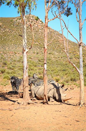 rhino south africa - African white rhinos relax during midday heat Stock Photo - Budget Royalty-Free & Subscription, Code: 400-06760904