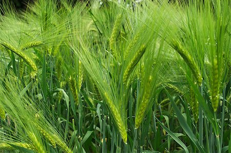 A field of young green barley. Shallow depth of field. Stockbilder - Microstock & Abonnement, Bildnummer: 400-06760935