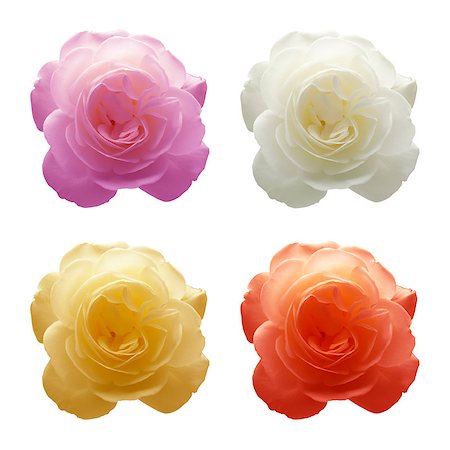 Four roses in four different colors. White, red, yellow and violet. Foto de stock - Royalty-Free Super Valor e Assinatura, Número: 400-06760933