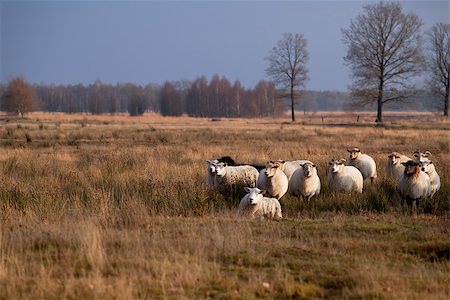 simsearch:400-06875459,k - herd of sheep on savanna in Dwingelderveld Stock Photo - Budget Royalty-Free & Subscription, Code: 400-06761107