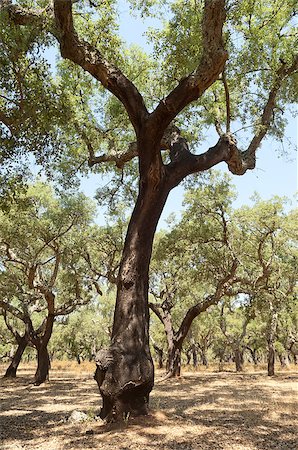 simsearch:400-04365263,k - Forest of cork trees - quercus suber - Alentejo, Portugal Stock Photo - Budget Royalty-Free & Subscription, Code: 400-06761377