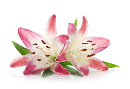 simsearch:400-07165540,k - Two pink lily. Isolated on white background Foto de stock - Super Valor sin royalties y Suscripción, Código: 400-06761615