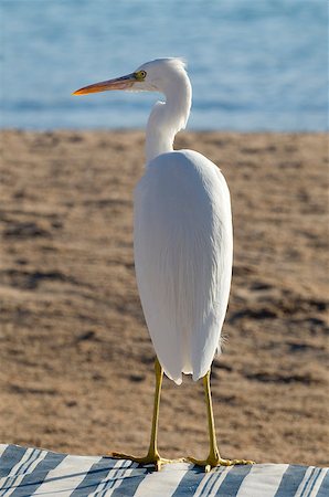simsearch:689-03125806,k - White heron (Great Egret (Ardea alba)) sits on the lounge. Bird is situated against the sea-shore background. Stock Photo - Budget Royalty-Free & Subscription, Code: 400-06761791