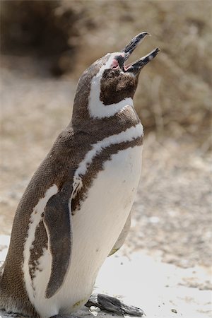 Magellanic Penguin is a portrait in Argentina Foto de stock - Super Valor sin royalties y Suscripción, Código: 400-06761824