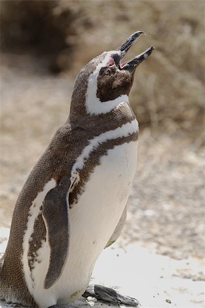 Magellanic Penguin is a portrait in Argentina Stockbilder - Microstock & Abonnement, Bildnummer: 400-06761824