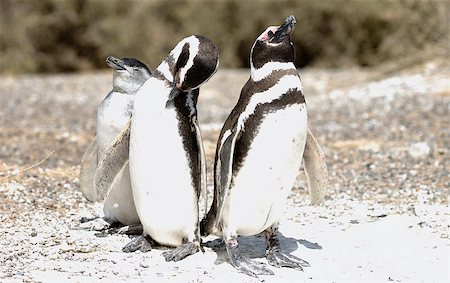 Magellanic Penguins family are sunbathing in Argentina Photographie de stock - Aubaine LD & Abonnement, Code: 400-06761834