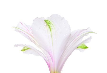 easter lily background - single white lily isolated on white background Stock Photo - Budget Royalty-Free & Subscription, Code: 400-06761967
