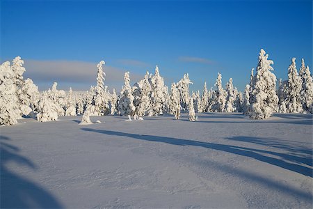 snow covered winter trees near ski track Stock Photo - Budget Royalty-Free & Subscription, Code: 400-06762100