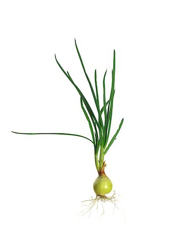 simsearch:400-05678242,k - green chives on white background Foto de stock - Super Valor sin royalties y Suscripción, Código: 400-06762152