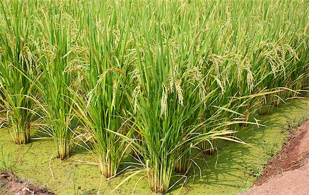 simsearch:400-04775625,k - Rich green rice paddy fields in Thailand. Stock Photo - Budget Royalty-Free & Subscription, Code: 400-06762962