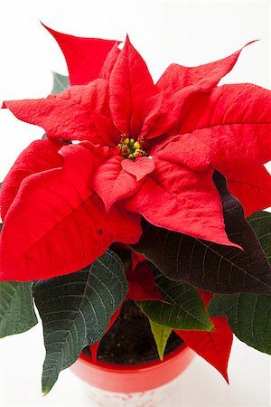 Christmas star poinsettia in pot on white background Stock Photo - Budget Royalty-Free & Subscription, Code: 400-06763204