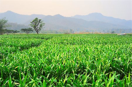 Corn field in Thailand at sunset Fotografie stock - Microstock e Abbonamento, Codice: 400-06763323