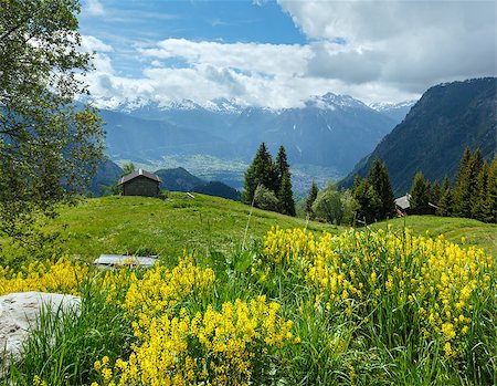 Yellow wild flowers on summer mountain slope (Alps, Switzerland) Stock Photo - Budget Royalty-Free & Subscription, Code: 400-06763402