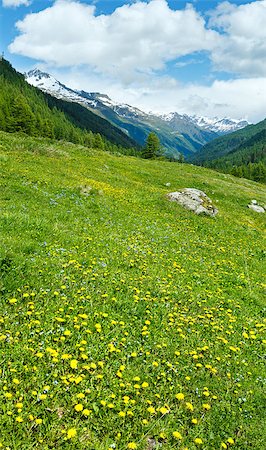 Yellow dandelion flowers on summer mountain slope (Alps, Switzerland) Stock Photo - Budget Royalty-Free & Subscription, Code: 400-06763403